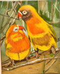 Pericos en su hábitat